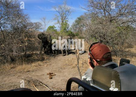 Elefante africano, elefanti, mammiferi, animali elefante essere fotografato da veicolo safari Foto Stock