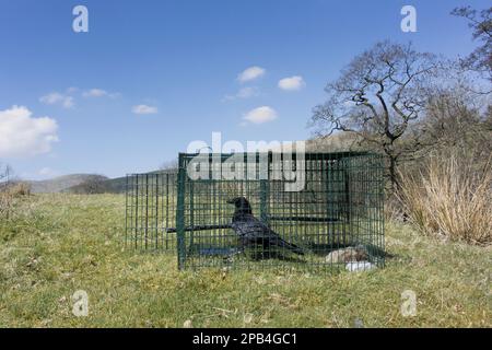 Carrion Crow (Corvus corone) adulto, catturato nella trappola di larsen, usato per controllare la popolazione di corvo in campagna, Cumbria, Inghilterra, Regno Unito, Europa Foto Stock