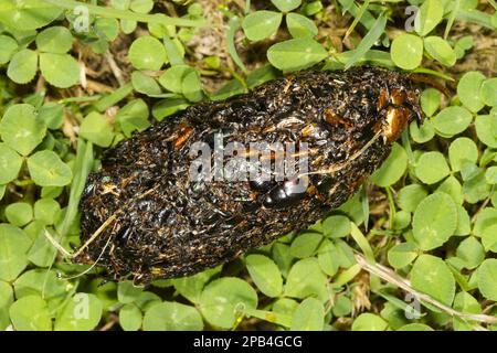 Carrion Crow (Corvus corone) pellet rigurgitato, costituito da resti di coleotteri, Powys, Galles, Regno Unito, Europa Foto Stock