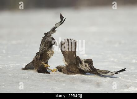 Buzzard comune (Buteo buteo) due immature, lotta sulla neve, Polonia, Europa Foto Stock