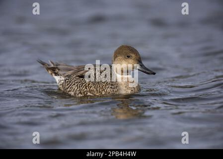 Pinta settentrionale (Anas acuta), giovane maschio, nuoto, Norfolk, Inghilterra, Regno Unito, Europa Foto Stock