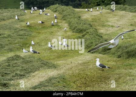 Gull con dorso nero minore (Larus fuscus) e Gull con testa nera (Chroicocephalus ridibundus) si nutrono di gregge miste, si nutrono di prati in falda, si raccolgono vermi e g Foto Stock