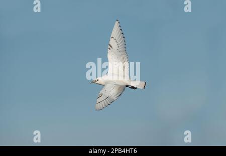 Gabbiano avorio (Pagophila eburnea) immaturo, primo piumaggio invernale, vagrante in volo, Patrington Haven, East Yorkshire, Inghilterra, Regno Unito, Europa Foto Stock