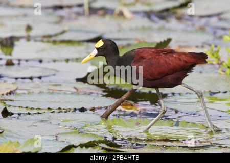 Jacana Settentrionale (Jacana spinosa) adulto, camminando sulla vegetazione galleggiante, Costa Rica, America Centrale Foto Stock