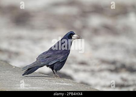 Rook, ravioli (Corvus frugilegus), corvo, corvidi, songbirds, Animali, uccelli, adulto ruscello, in piedi sulla parete della spiaggia, Lough Belfast, Contea di Antrim, nord Foto Stock