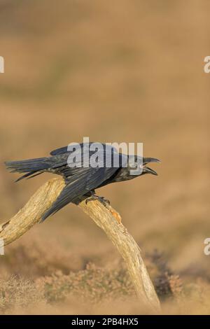 Corvo comune (Corvus corax) adulto, chiamata, seduta su un ramo in brughiera, Suffolk, Inghilterra, ottobre (in cattività) Foto Stock