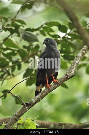 Geranospiza caerulescens, rapaci, animali, uccelli, Crane Hawk (Geranospiza caerulescens balzarensis) adulto, arroccato su Darien, Panama, Centrale A. Foto Stock