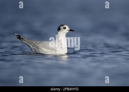 Hydrocoloeus minutus, gabbiano piccolo, gabbiani, animali, uccelli, Piccolo gabbiano (Larus minutus) immaturo, secondo piumaggio invernale, nuoto, Cipro, Europa Foto Stock