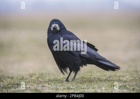 Rook (Corvus frugilegus) adulto, in piedi su erba, Hortobagy N. P. Ungheria Foto Stock