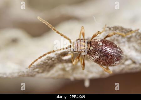 Scarabeo Spider Beetle (pelliccia di Ptino) con marcatura bianca, per adulti, su busta di carta di Wasp (Dolichovespula sp.) Nest, Powys, Galles, Regno Unito, Europa Foto Stock