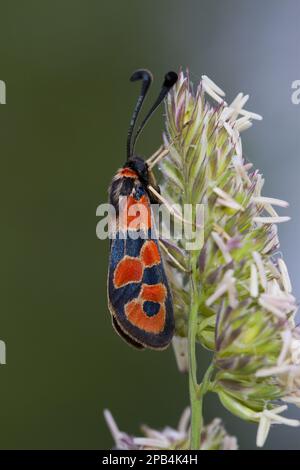 Burnet Moth (Zygaena hilaris) adulto, riposante sulla testa di fiore dell'erba, Causse de Gramat, Massiccio Centrale, Regione Lot, Francia, Europa Foto Stock