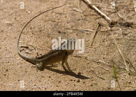 Lizard bello, Lizards bello, Agamas, altri animali, rettili, Animali, Giardino comune Lizard, Sri Lanka, Asia Foto Stock