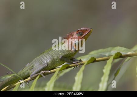 Lizard bello, Lizards bello, Agamas, altri animali, rettili, Animali, Green Garden Lizard, maschio. sri lanka, Sinharaja Foto Stock