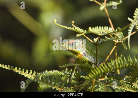 Lizard bello, Lizards bello, Agamas, altri animali, rettili, Animali, giardino verde Lizard Foto Stock