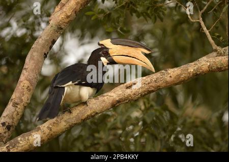 Malabar Hornbill, Malabar Hornbill, malabar pied Hornbill (Anthracoceros coronatus), Malabar Hornbill, Hornbill, Animali, Uccelli, Malabar Pied Hornb Foto Stock