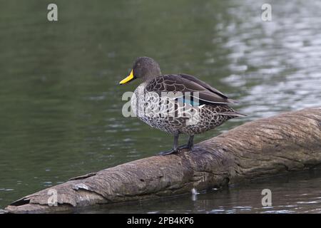 Anatra gialla, anatre gialle, anatre, uccelli d'oca, animali, Uccelli, anatra gialla a brulicante nella riserva naturale Rietvlei Sud africa Foto Stock