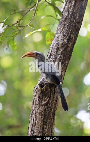 Malabar Grey Hornbill (Ocyceros griseus) maschio adulto, arroccato sul tronco dell'albero, Goa, India, Asia Foto Stock