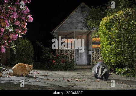 Eurasian Badger (Meles meles) adulto, e gatto domestico, adulto, che mangia su scarti in giardino urbano di notte, Kent, Inghilterra, Regno Unito, Europa Foto Stock