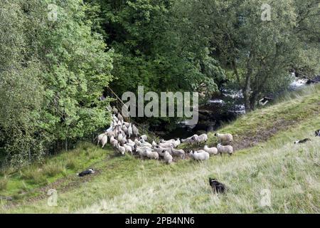 Cane domestico, collie di frontiera, cani da pastore da lavoro, raccolta di greggi di pecore da pascoli comuni, attraversando un ponte su un fiume, Howgills, Cumbria, Eng Foto Stock