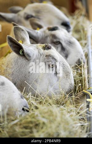 Ovini domestici, arieti di Leicester dalla faccia blu, primo piano della testa, alimentazione su fieno in rastrelliera, Cumbria, Inghilterra, Regno Unito, Europa Foto Stock