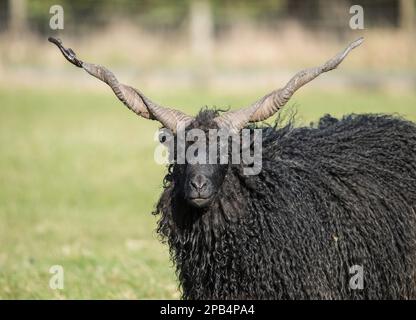 Ovini domestici, racka, razza polivalente ungherese, adulti, primo piano, Bowland Wild Boar Park, Chipping, Lancashire, Inghilterra, Regno Unito, Foto Stock