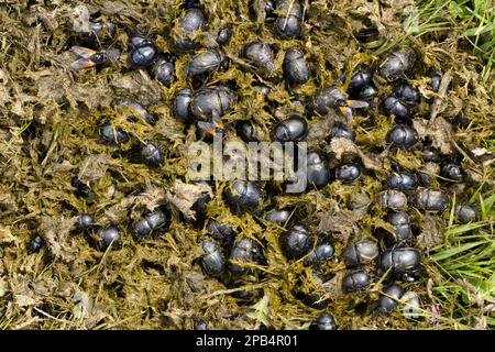 Terra-noioso Dung Beetle (Geotrupes sp.) Diverse specie diverse, adulti, gruppo di swarmming in sterco di vacca fresca dal primo bestiame al pascolo alpino, Pl Foto Stock