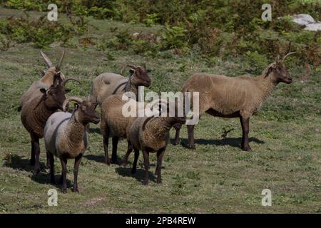 Manx Loaghtan pecora, pureed, animali domestici, ungulati, bestiame, Artiodato, mammiferi, animali, ovini domestici, razza Manx Loaghtan di ovini reintrodotti Foto Stock