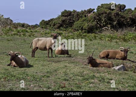 Manx Loaghtan pecora, pureed, animali domestici, ungulati, bestiame, Artiodato, mammiferi, animali, ovini domestici, razza Manx Loaghtan di ovini reintrodotti Foto Stock