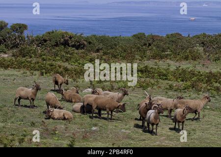 Manx Loaghtan pecora, pureed, animali domestici, ungulati, bestiame, Artiodato, mammiferi, animali, ovini domestici, razza Manx Loaghtan di ovini reintrodotti Foto Stock