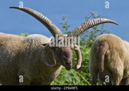 Manx Loaghtan pecora, pureed, animali domestici, ungulati, bestiame, Artiodato, mammiferi, animali, ovini domestici, montone di Manx Loaghtan, una razza di pecora reint Foto Stock