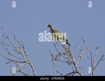 Piccione verde arrostito (Treron bicinctus), piccione verde arrostito, piccione verde arrostito, piccione verde arrostito, Gre Goldcrested Foto Stock