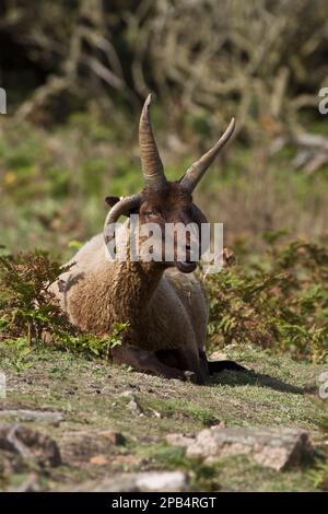 Manx Loaghtan pecora, pureed, animali domestici, ungulati, bestiame, Artiodato, mammiferi, animali, pecore domestiche, Una razza di Manx Loaghtan maschio di pecora reint Foto Stock