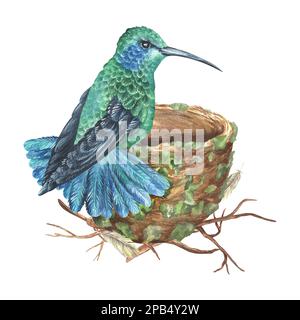 Un colibrì blu-verde siede sul bordo del nido. Illustrazione acquerello. Uccello esotico tropicale. Isolato su sfondo bianco. Per la stampa di progetto Foto Stock