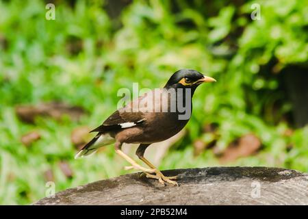 MYNAS è su un ceppo di albero, Starlings sono un uccello residente della Thailandia. Foto Stock