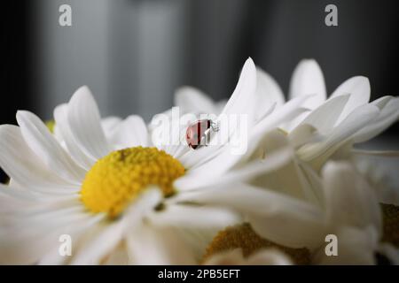 Piccolo ladybug su bel fiore di crisantemo su sfondo sfocato, primo piano Foto Stock