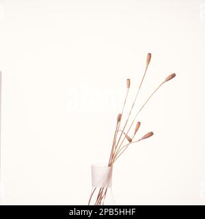 Ikebana da steli di papavero secco in un vaso di vetro su fondo bianco. Foto Stock