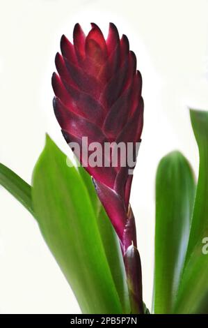 Bromeliad fiore isolato su sfondo bianco Foto Stock