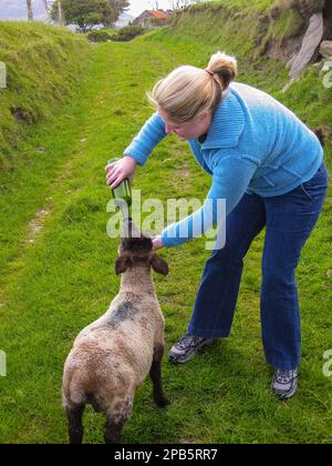 Biberon che alimenta un agnello orfano. Foto Stock