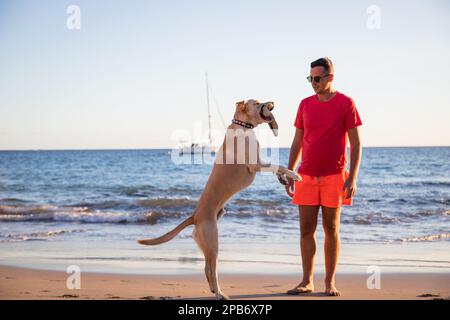 Un cane salta e cattura un giocattolo di rimorchiatore gettato dal suo allenatore in spiaggia. Foto Stock