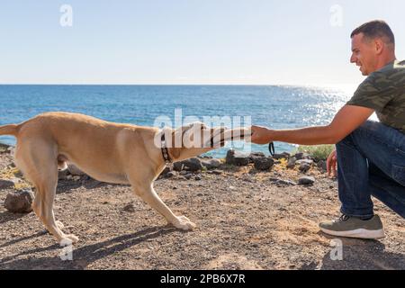 Un addestratore del cane durante un addestramento con un cane che morde il giocattolo del rimorchiatore. Foto Stock