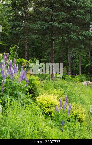 Lupinus perennis 'Perennial Blue' - Lupino selvatico, Spiraea japonica - Spirea giapponese, Picea glauca - Spruce bianco al confine nel giardino cortile. Foto Stock