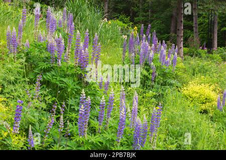 Lupinus perennis 'Perennial Blue' - Lupino selvatico, Spiraea japonica - Spirea giapponese, Picea glauca - Spruce bianco al confine nel giardino cortile. Foto Stock