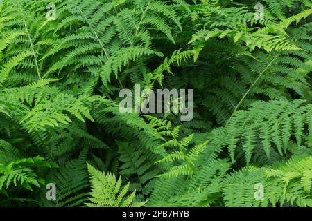 Athyrium filix-femina - Lady Fern in primavera. Foto Stock