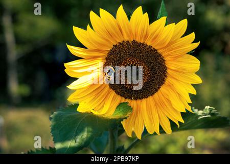 Primo piano di un fiore di girasole con un'ape macinata. Ripresa di riempimento immagine Foto Stock