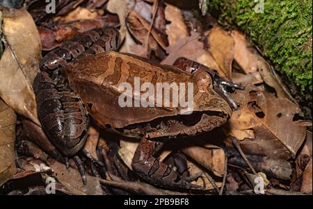 Rana della giungla fumosa (Leptodactylus pentadactylus) della regione di Loreto dell'Amazzonia peruviana. Foto Stock