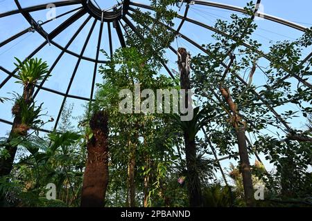 Piante esotiche e tronchi di palma stanno crescendo verso il tetto a cupola di vetro di una serra. La serra viene catturata in vista ad angolo basso. Foto Stock