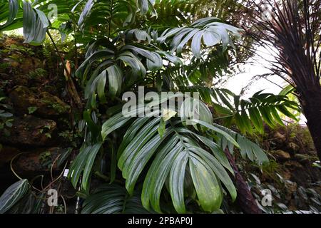 Foglia di pianta esotica in latino chiamata Rhaphidophora decursiva. Vista ravvicinata in un giardino botanico. Adatto come sfondo vegetale di colore verde. Foto Stock