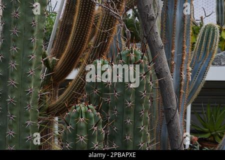 Varie specie di cactus colonnari fotografate come sfondo. Hanno spine, costole e strutture diverse. Il focus è sul primo piano. Foto Stock