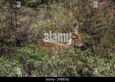 Huemul femminile (Hippocamelus bisculus) nel profondo cespuglio, N. di Mirador Cerro Castillo, Carretera Austral, Patagonia Foto Stock