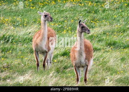 Quanacos soffiato dal vento in un campo di dandelioni, Valle di Chacabuca, Patagonia Foto Stock